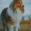 Shetland Sheepdog Diamond Painting