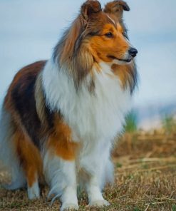 Shetland Sheepdog Diamond Painting