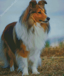 Shetland Sheepdog Diamond Painting