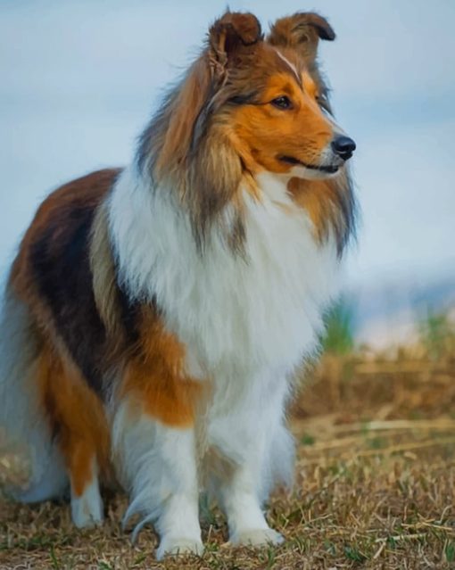 Shetland Sheepdog Diamond Painting