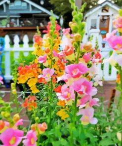 Snapdragons Flowers Diamond Painting