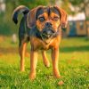 The Puggle Dog Diamond Painting