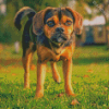 The Puggle Dog Diamond Painting