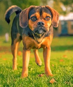 The Puggle Dog Diamond Painting