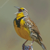 Western Meadowlark Bird Diamond Painting