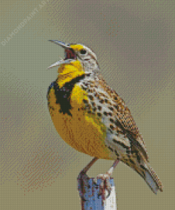 Western Meadowlark Bird Diamond Painting