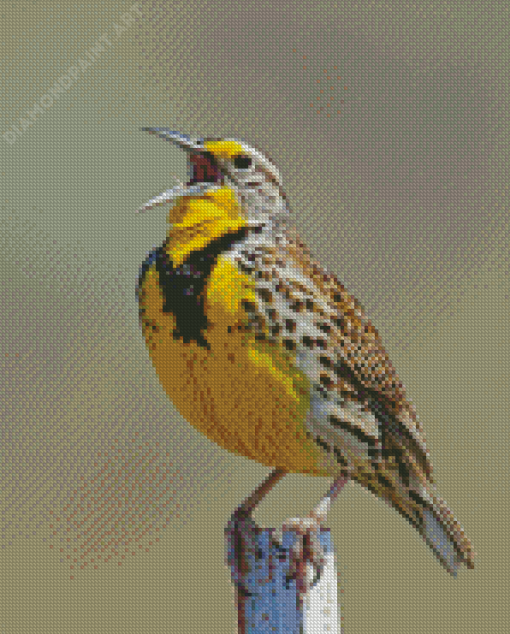 Western Meadowlark Bird Diamond Painting