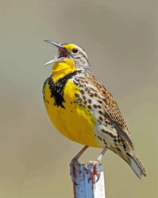 Western Meadowlark Bird Diamond Painting