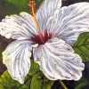 White Hibiscus Diamond Paintings