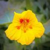 Yellow Nasturtium Plant Diamond Paintings