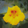 Yellow Nasturtium Plant Diamond Paintings