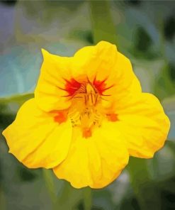 Yellow Nasturtium Plant Diamond Paintings