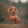 Adorable Dachshund Miniature Diamond Painting