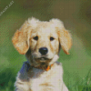 Adorable Golden Puppy Diamond Painting