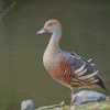 Adorable Whistling Duck Diamond Painting