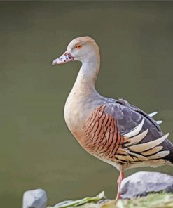 Adorable Whistling Duck Diamond Painting