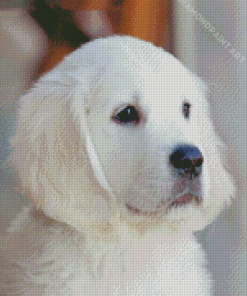 Adorable White Golden Retriever Puppy Diamond Painting