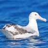 Albatross Bird In Sea Diamond Paintings