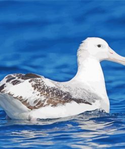 Albatross Bird In Sea Diamond Paintings