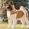 American Akita Diamond Painting