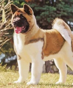 American Akita Diamond Painting