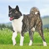 American Akita Dog Diamond Painting