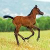 Arabian Horse Foal Diamond Paintings