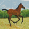 Arabian Horse Foal Diamond Paintings