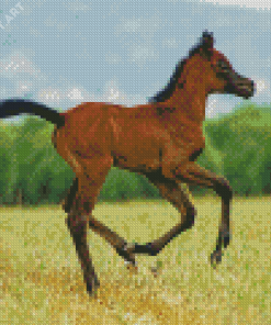 Arabian Horse Foal Diamond Paintings