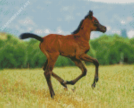 Arabian Horse Foal Diamond Paintings