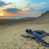 Baby Sea Turtle Diamond Painting