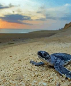 Baby Sea Turtle Diamond Painting