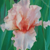 Beautiful Pink Iris Diamond Paintings