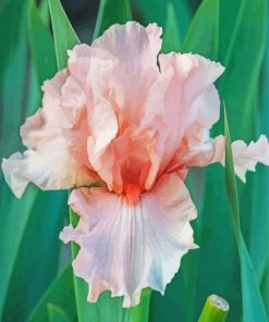 Beautiful Pink Iris Diamond Paintings