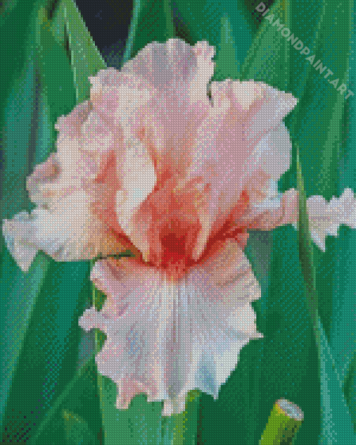 Beautiful Pink Iris Diamond Paintings