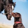 Black Horse And Dog Diamond Paintings