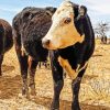 Black Texas Cattle Diamond Paintings