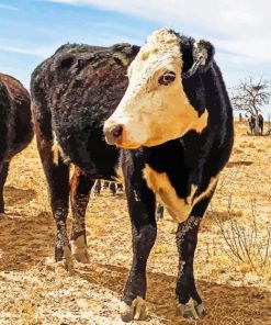 Black Texas Cattle Diamond Paintings