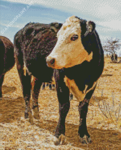 Black Texas Cattle Diamond Paintings