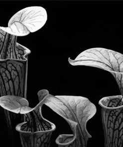 Black And White Pitcher Plant Diamond Painting