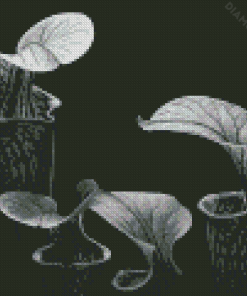 Black And White Pitcher Plant Diamond Painting