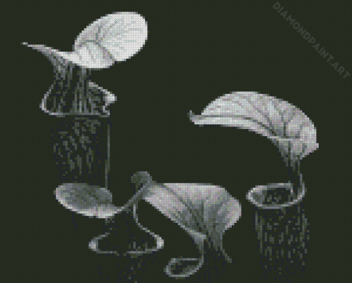 Black And White Pitcher Plant Diamond Painting