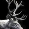 black And White Stag Art Diamond Painting