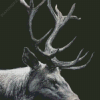 black And White Stag Art Diamond Painting