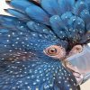 Black Cockatoo Close Up Diamond Painting