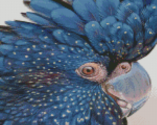 Black Cockatoo Close Up Diamond Painting