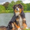 Black Tri Australian Shepherd Dog Diamond Painting