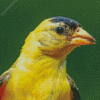 Close Up Yellow Finch Diamond Paintings