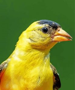 Close Up Yellow Finch Diamond Paintings