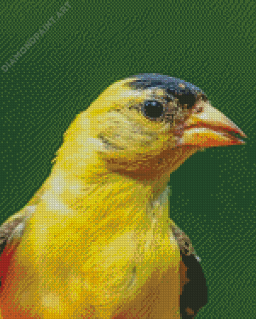 Close Up Yellow Finch Diamond Paintings